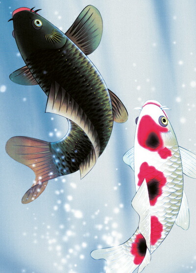 鯉・夫婦鯉 掛軸【鯉】夫婦昇鯉（森山 観月） 商品画像